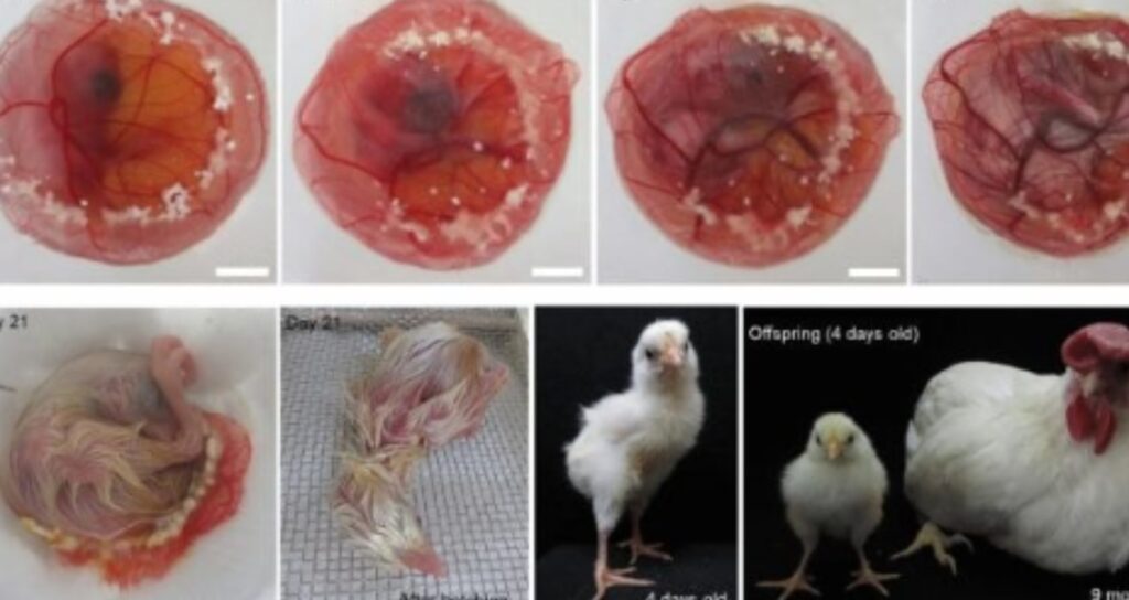 Yumurta kabuğu olmadan civciv yetiştirdiler