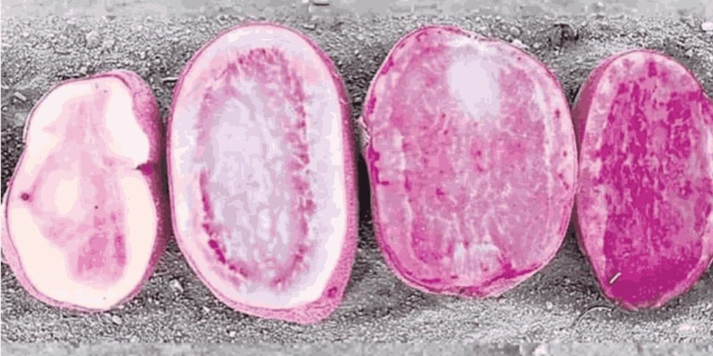 Kırmızı patates ürettiler