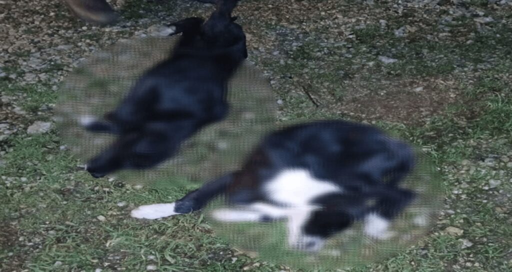 Bursa’da kahreden olay: Çok sayıda kedi ve köpek zehirledi