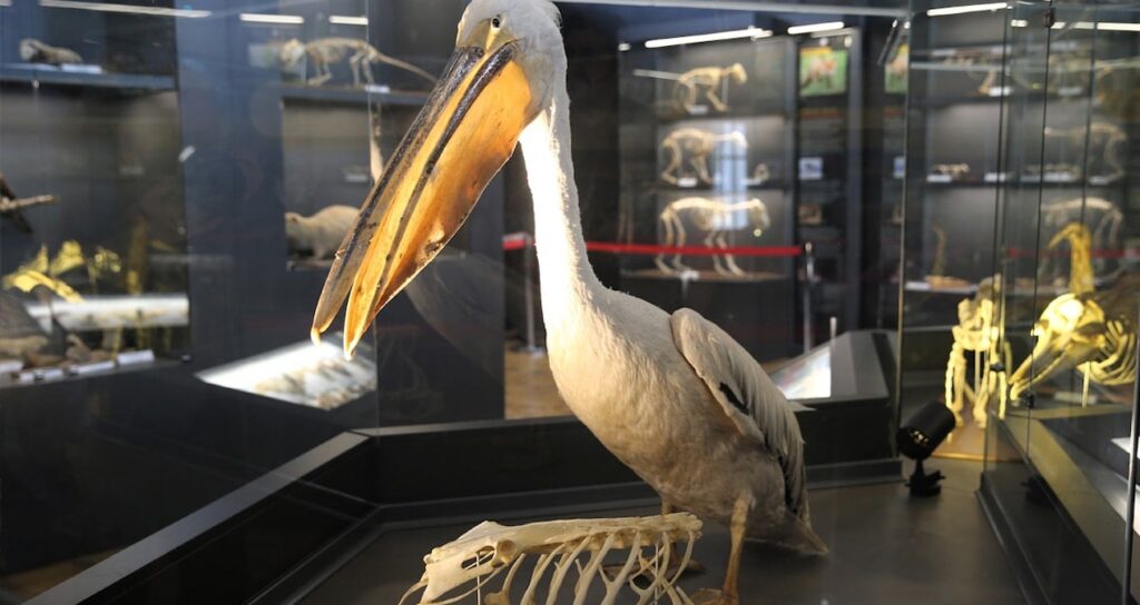 Doğa Tarihi Müzesi ile milyonlarca yıl önceye gidin