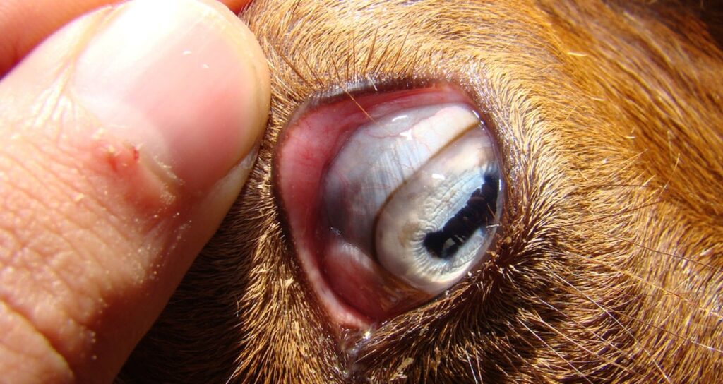 Gözleri dikdörtgen! Bilim insanları büyük sırrı çözdü