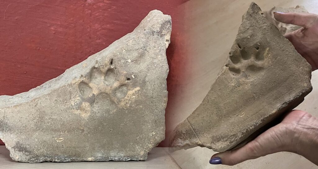 Herakleia Antik Kenti’nde tarihe iz bırakan pati izleri keşfedildi