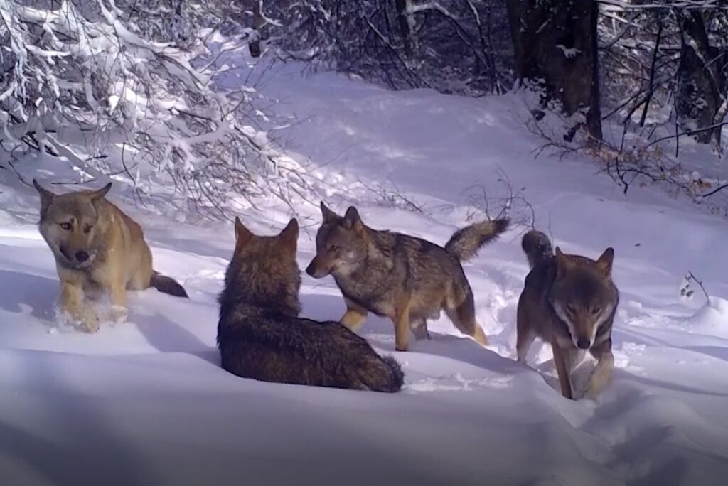 Uludağ’da Kurt Sürüsü Fotokapanlara Yansıdı