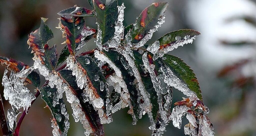 Çukurova’yı don vurmuştu! CHP’li Kış’tan ‘afet bölgesi’ önerisi