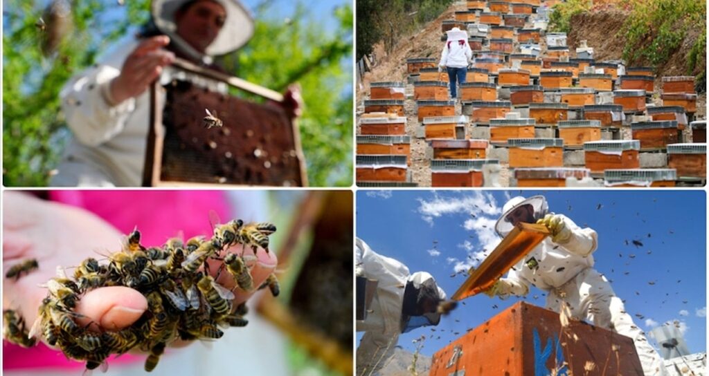 Türk balı ihracatı yılın ilk ayında 4,1 milyon dolar kazandırdı