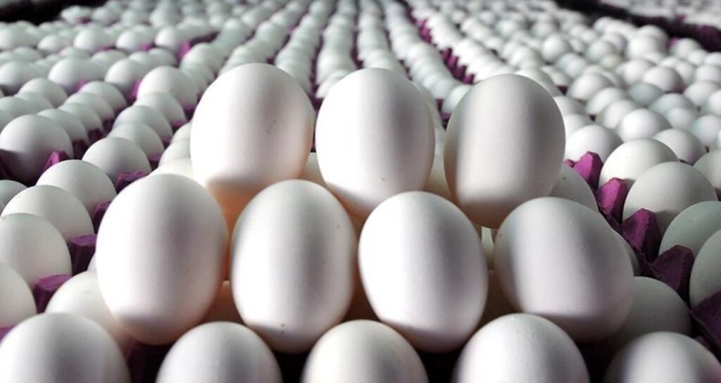 Türkiye, ABD’ye 15 bin ton yumurta ihraç edecek