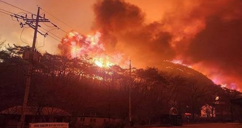 Güney Kore, tarihinin en büyük orman yangıyla mücadele ediyor