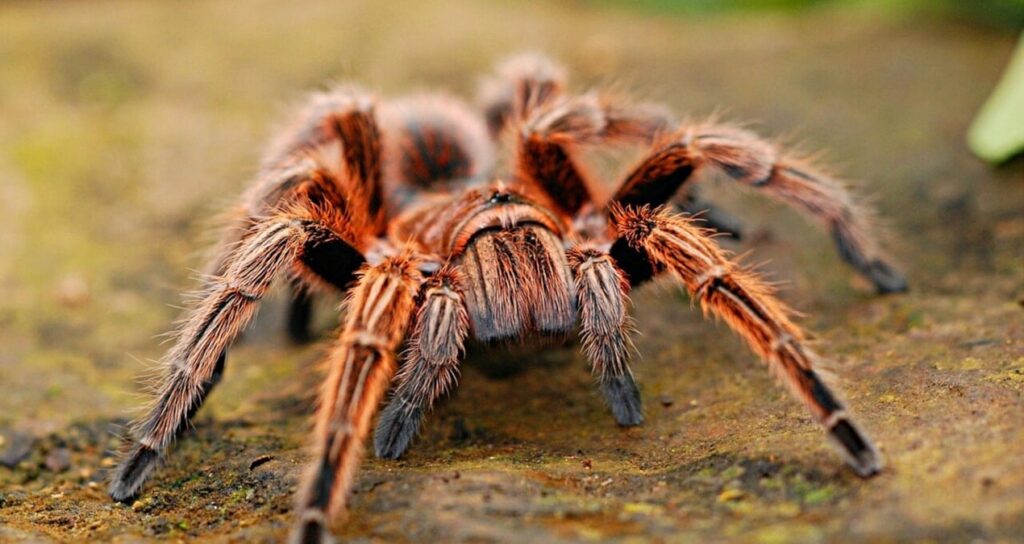 İnternette yasa dışı tarantula satışı