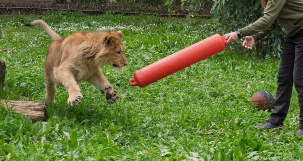 İzmir’de kedi mamasıyla beslenen 62 kiloluk aslan yakalandı