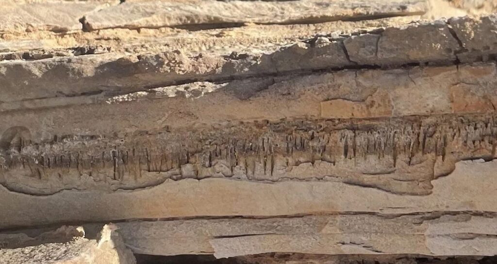 Şaşırtan keşif: Kayalıkların arasında bilinmeyen yaşam formu bulundu!