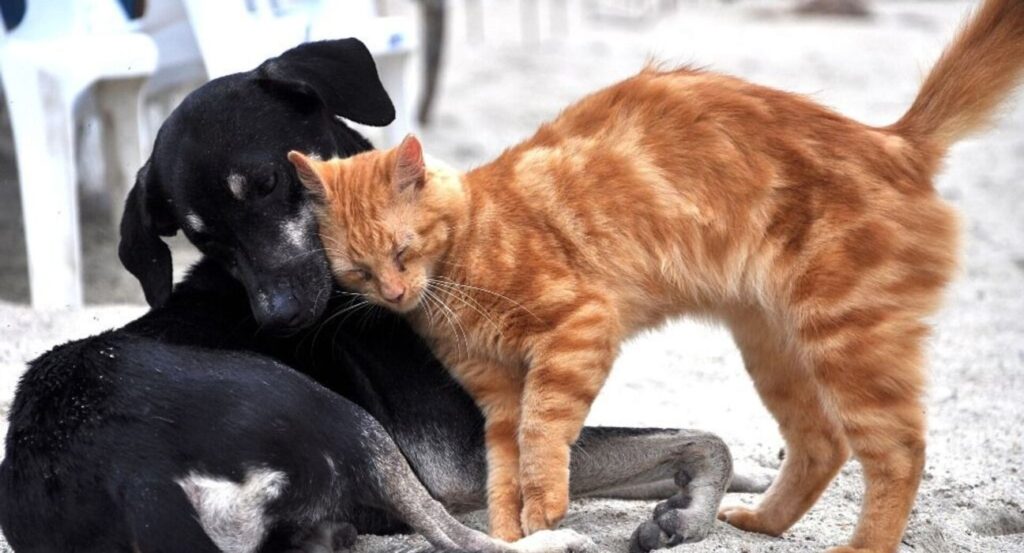 Baysal: Hayvanların ölümü yasal hale getirildi