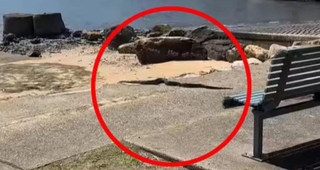 4 metre boyunda şehrin göbeğinde geziyor: Henüz yakalanmadı