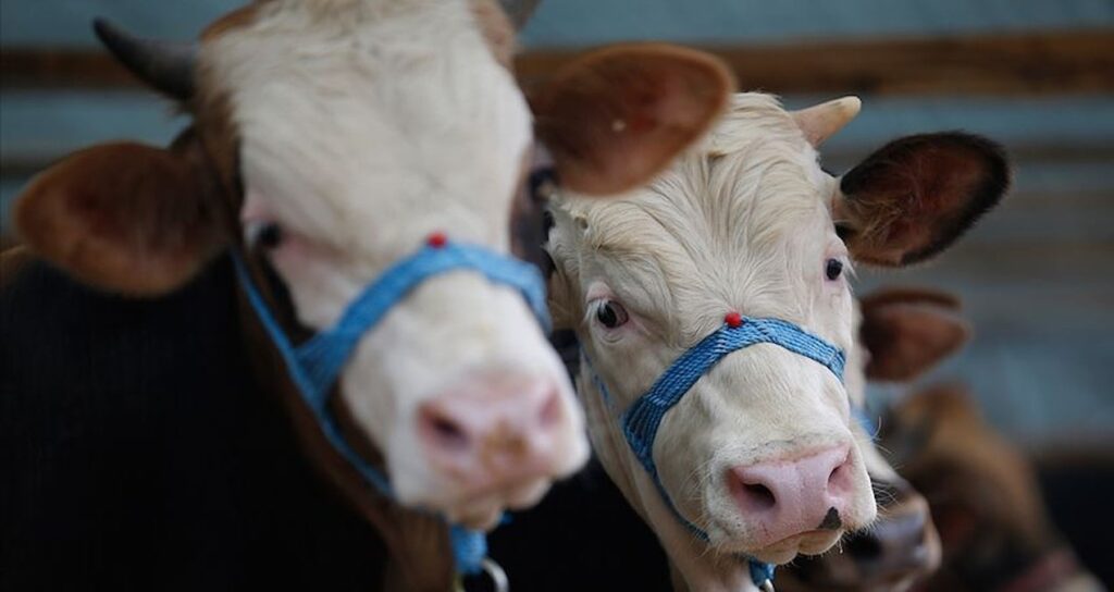 Bayram öncesi kurbanlık fiyatları belli oldu