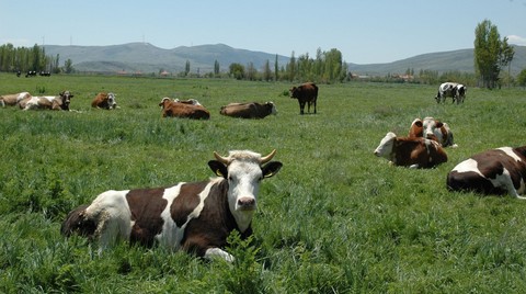 İstemiyoruz! Merayı Betona Gömdürtmeyeceğiz!