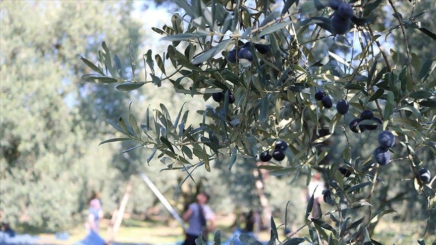 Eşiyok: Marmarabirlik Derhal yüzde 25’lik kalan ürün bedellerini ödemelidir