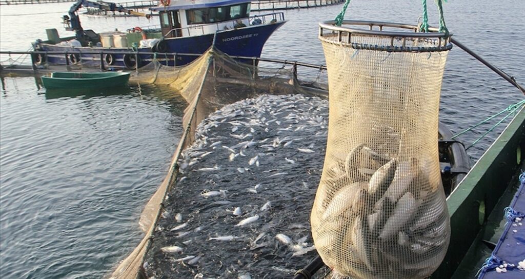 Türkiye’nin somon ihracatı 84 milyon 406 bin 690 dolara ulaştı