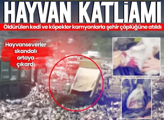 TÜRKİYE İŞÇİ PARTİSİ BURSA: OSMANGAZİ’DEKİ HAYVAN KATLİAMINA KARŞI YAŞAMIN YANINDAYIZ!