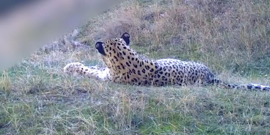 Anadolu leoparının görüntüsü büyüledi