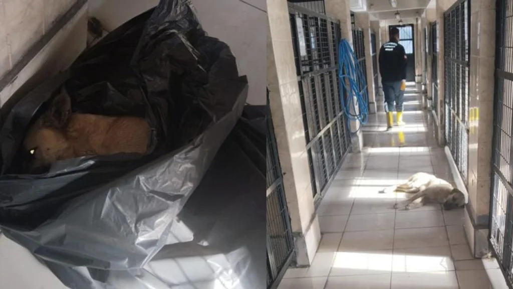 Osmangazi Barınağı’nda Hayvan Katliamı İddiaları: Aktivist İbrahim Kaya’dan Sert Tepki