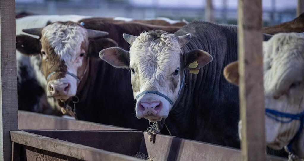 Et ve Süt Kurumu, kurban pazarlarında satılamayan hayvanları satın alacak