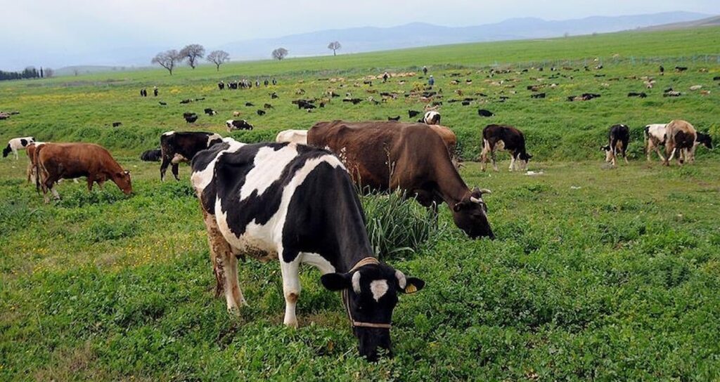 Köylünün merası yatırıma açılıyor