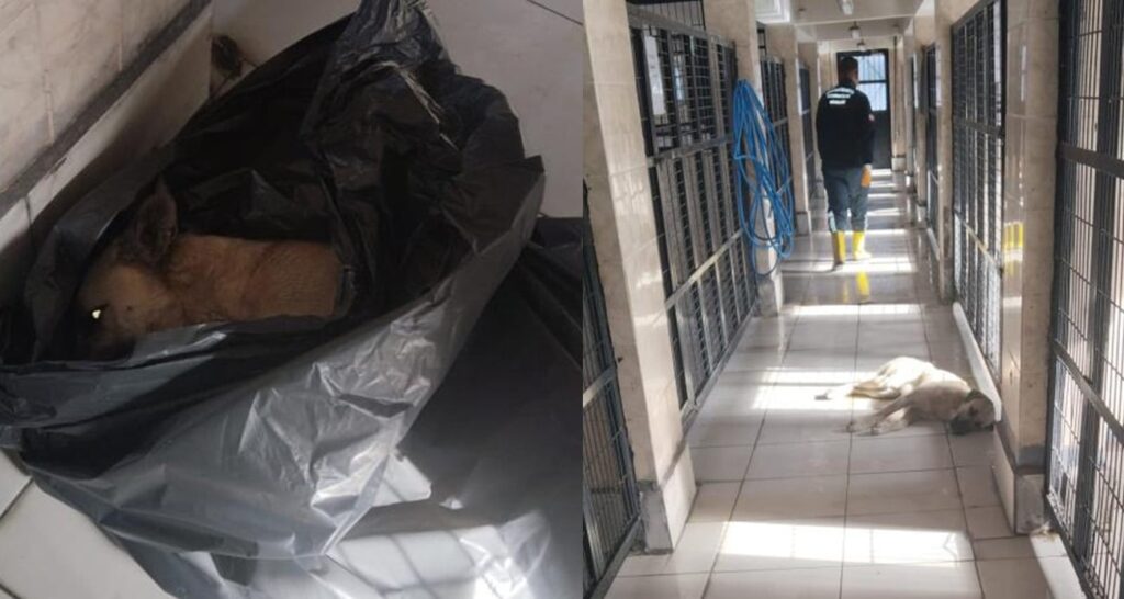 TİP BURSA İL ÖRGÜTÜ VE HAYVAN HAKLARI SAVUNUCULARINDAN SERT AÇIKLAMA: “OSMANGAZİ BARINAĞI’NDAKİ İHMALLER SİSTEMATİK VE BİLİNÇLİ!”