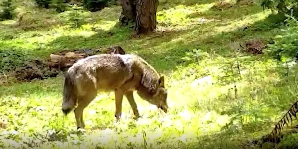 Sayıları gittikçe azalan Bozkurt, Bursa’da görüntülendi