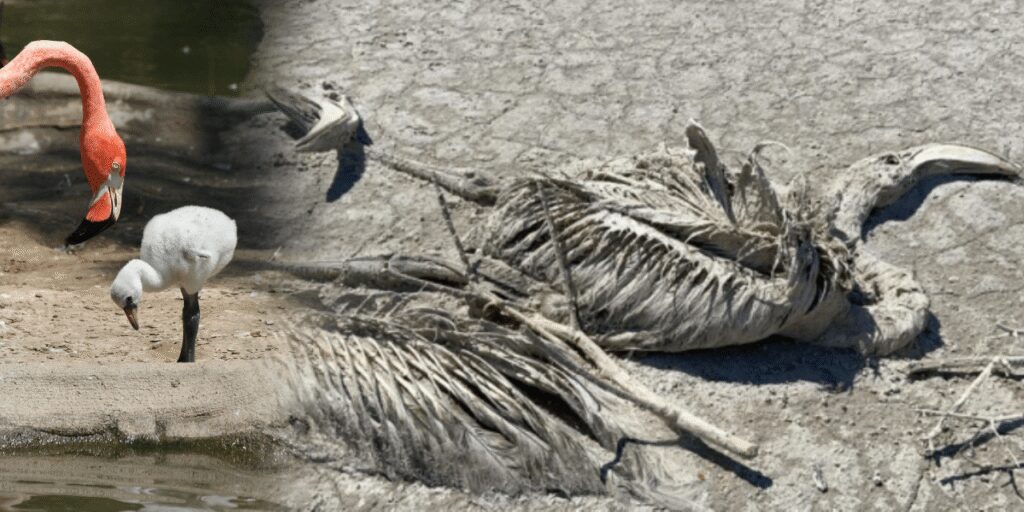 Türkiye’nin flamingo cenneti alarm veriyor