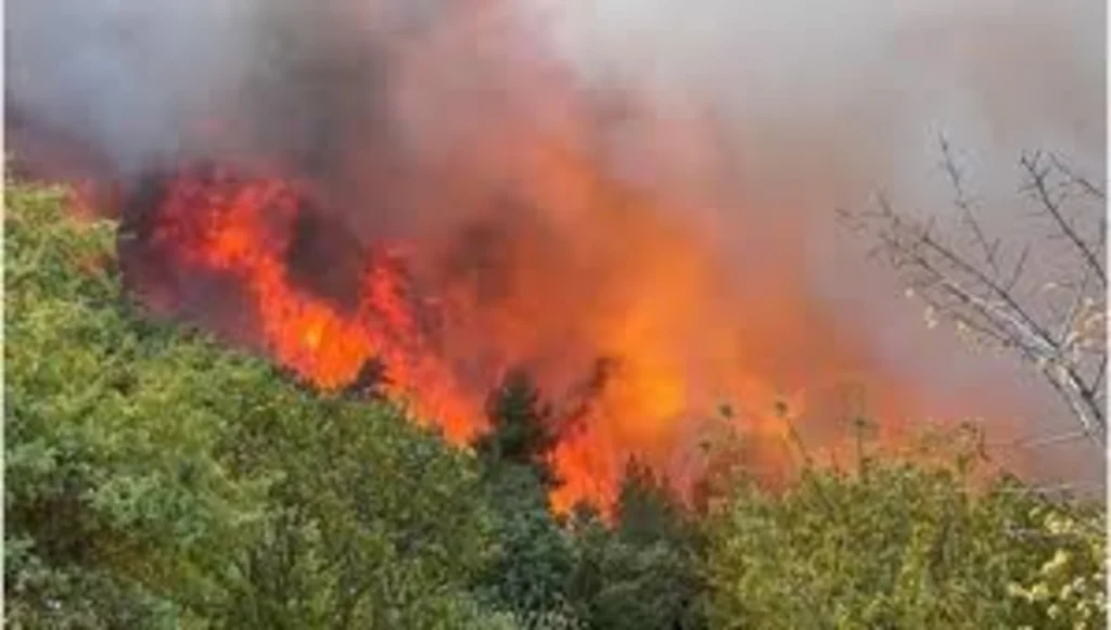 Bursa Nilüfer’de Orman Yangını: İhmalkârlık mı, Felaketin Habercisi mi?