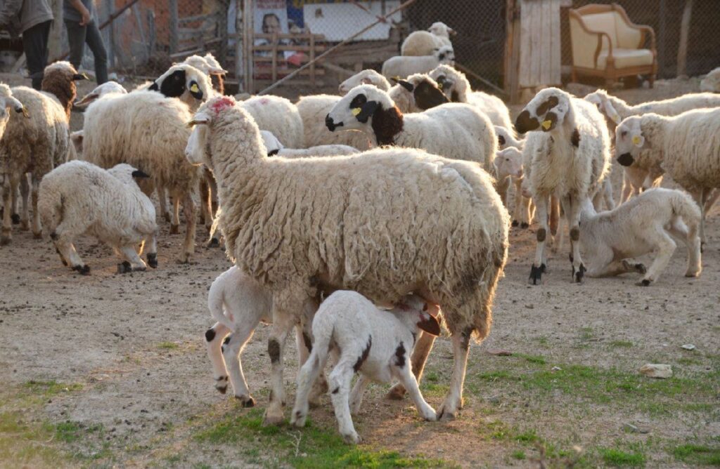 Resmi Gazete’de yayımlandı: TİGEM 2 bin kuzu satacak