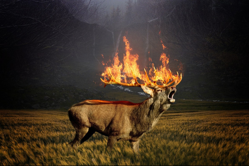 “Hayvanlar kül olurken, insanlar can verirken susmak ihanettir!”