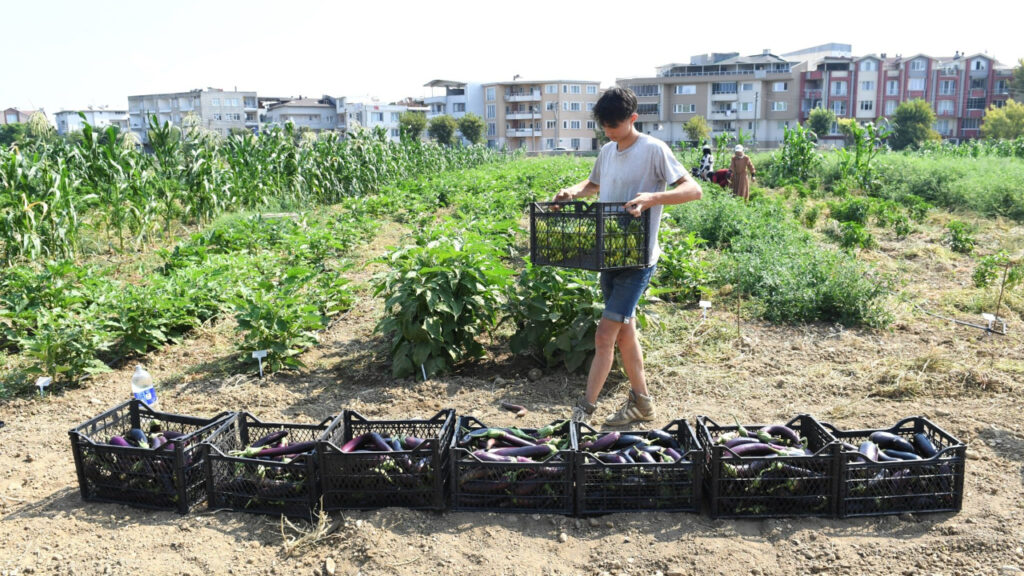 Osmangazi’de Topraktan Sofraya Lezzet Yolculuğu: Kent Lokantası’nda Yerel Tohumdan Doğan Tatlar