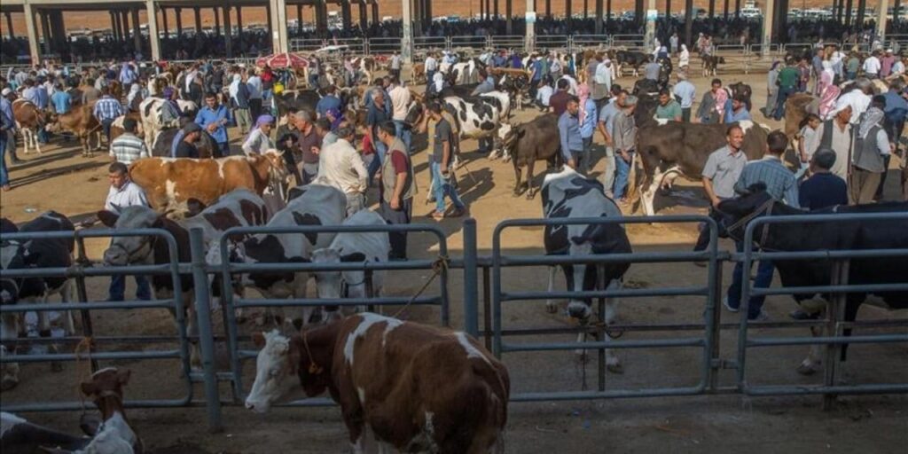 Bakanlıktan şap açıklaması