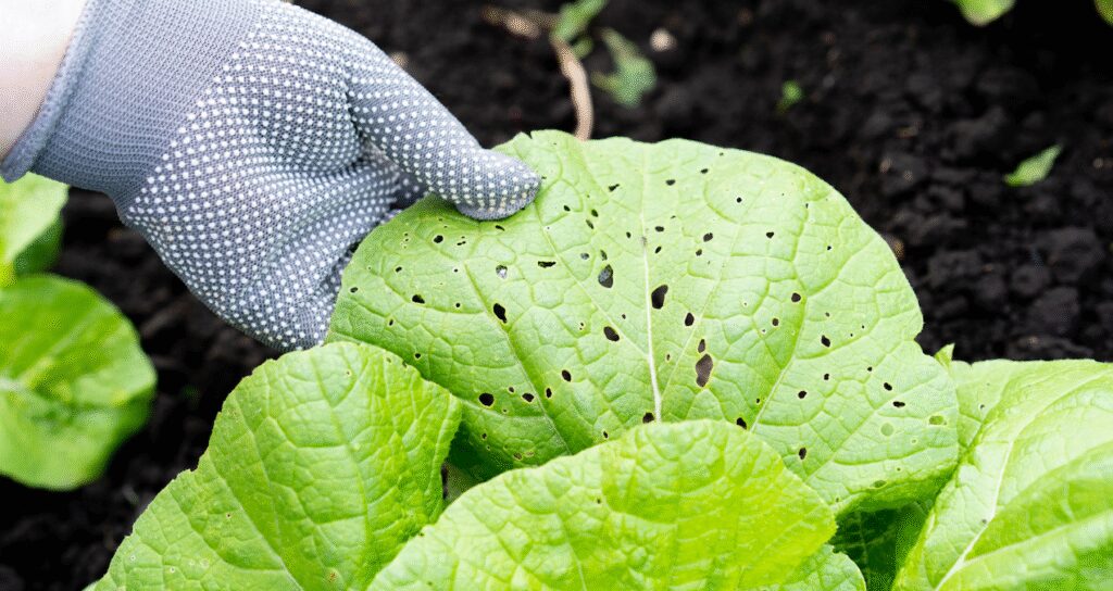 Bu bitkinin virüsü amansız hastalığın şifası çıktı