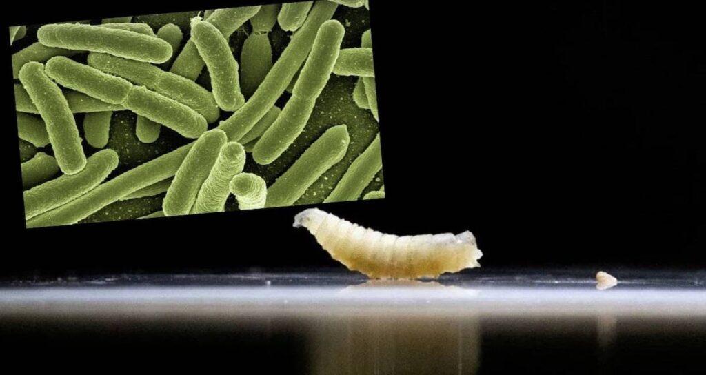 Et yiyen kurtçuk tehlikesi  hızla yükseliyor