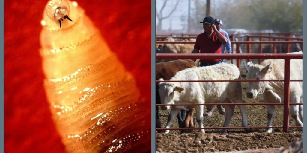 Et yiyen parazit vakası görüldü