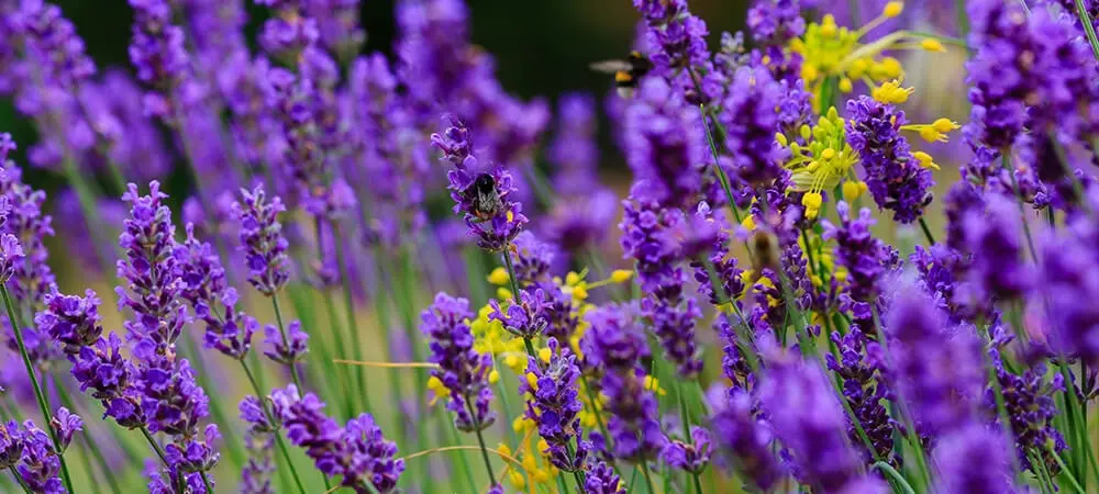 Karadeniz Kültür ve Sanat Festivali’nde Ardanuç Lavantası Rüzgârı