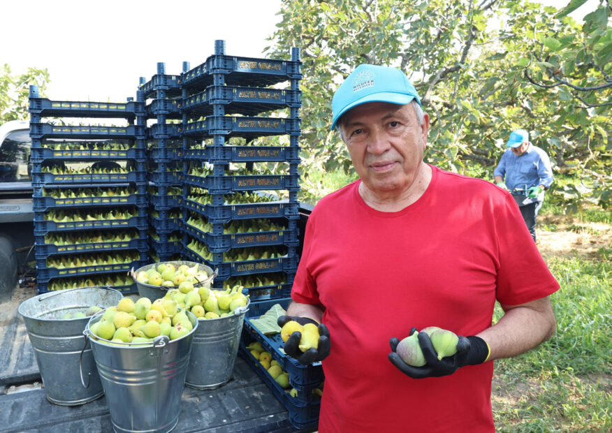 Nilüfer’de incir hasadı başladı