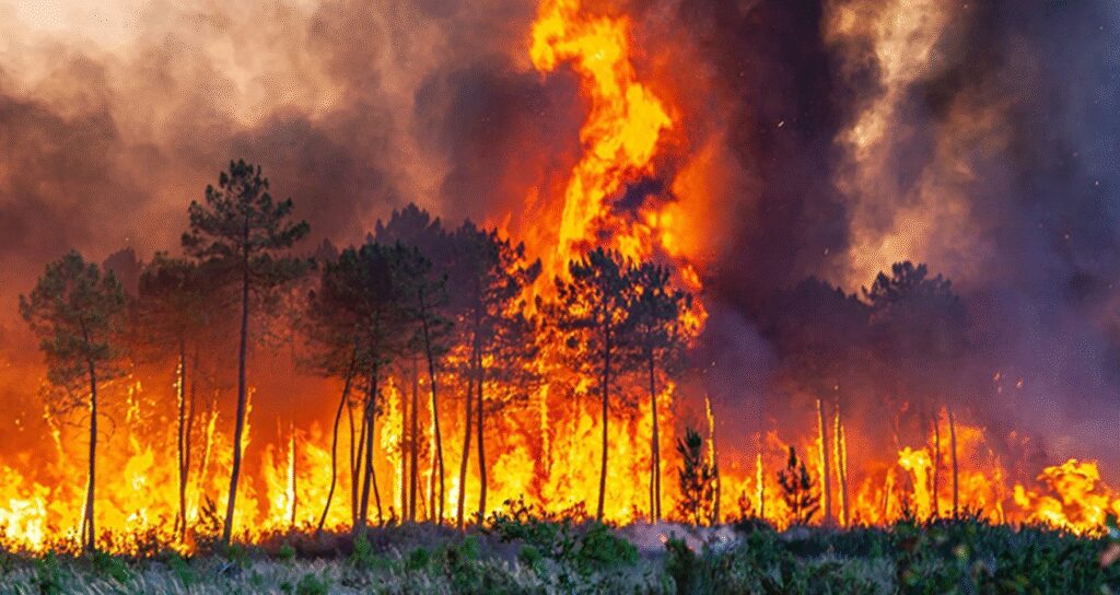 Orman yangınları bitti ama sosyal medyadaki yangın sönmüyor