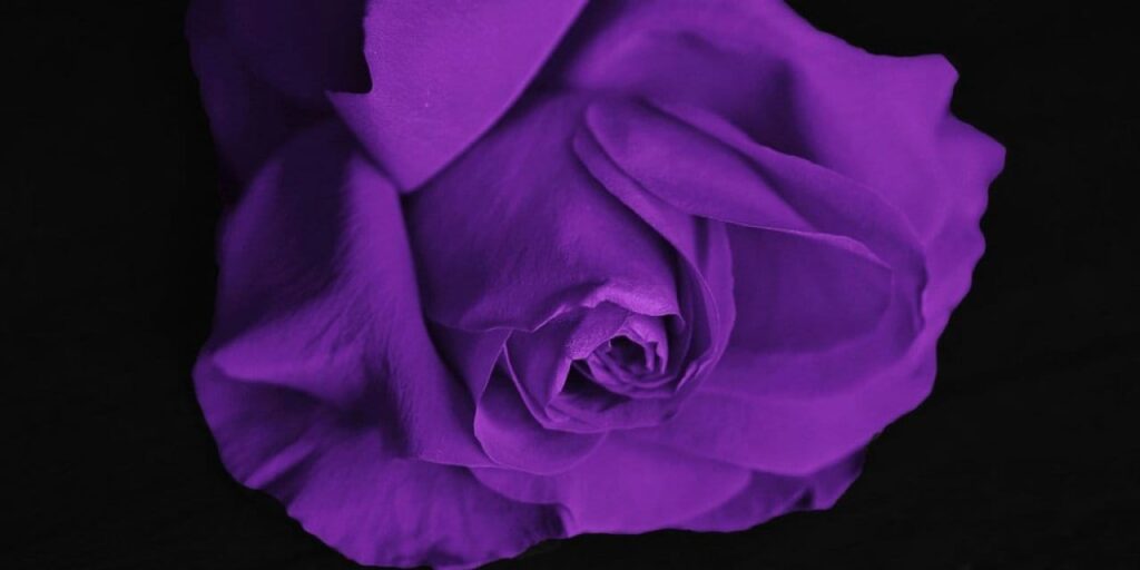 Mor rengin gerçek bir renk olmadığı açıklandı