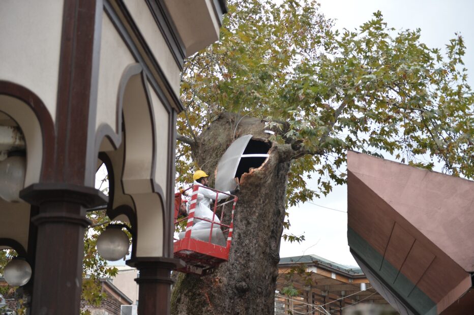 Bursa’nın asırlık çınarı koruma altına alındı