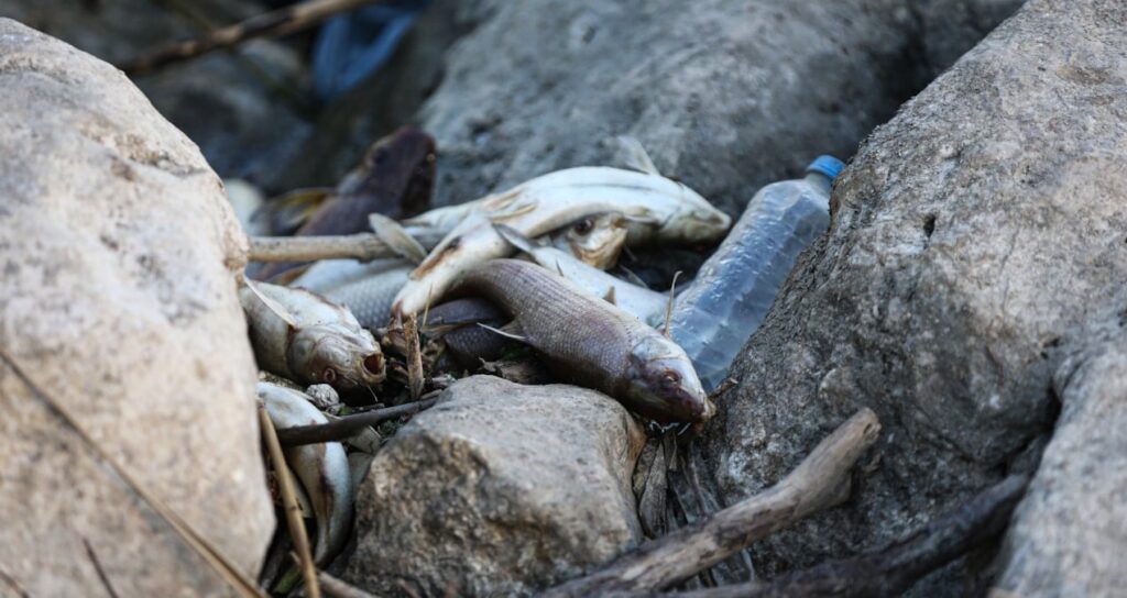 Sular siyaha döndü! Ölü balıklar kıyıya vurdu