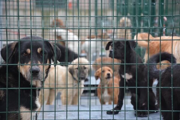 Bursa Büyükşehir Barınağında Pozitif Akım Sistemi Tartışması: Hayvanseverlerden Tepki