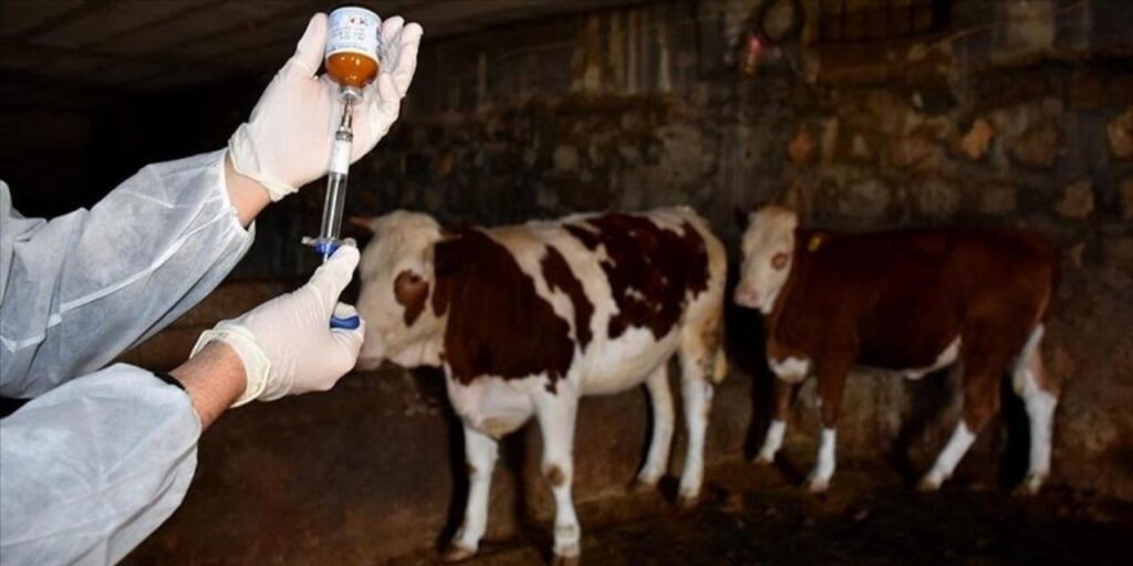 Tarım ve Orman Bakanlığı: Şap salgını kontrol altına alındı