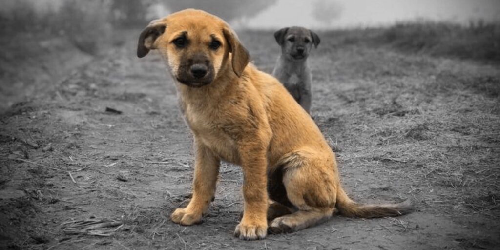 AYM’nin tepki çeken ‘katliam yasası’ kararının gerekçesi belli oldu