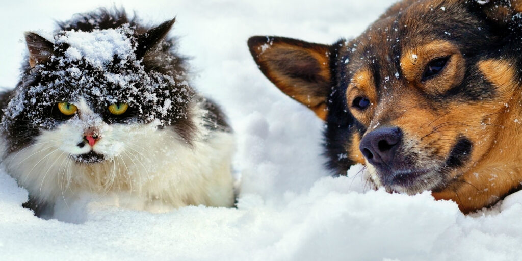 Kar Altında Yaşam Mücadelesi