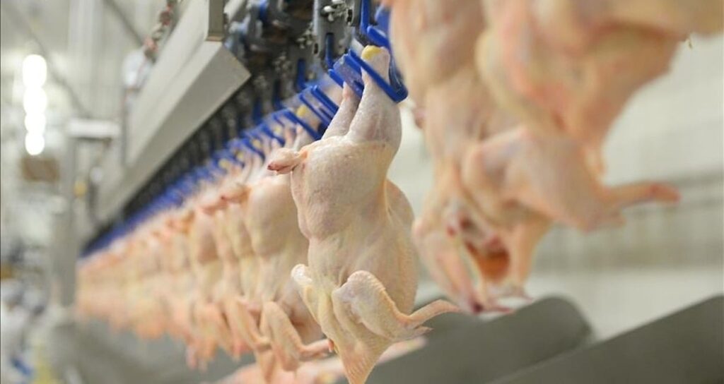 Tavuk eti üretimi kasımda azaldı