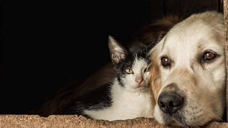 Hukuk Devletimi, Çadır Devletimi!