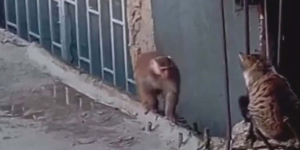 Kadıköy’de firari makak maymunu kedi ile karşılaştı