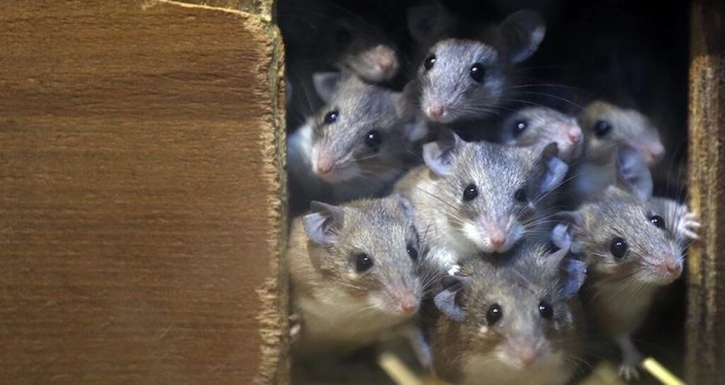 Tek bir fareyi 1.200 adet klonladılar!